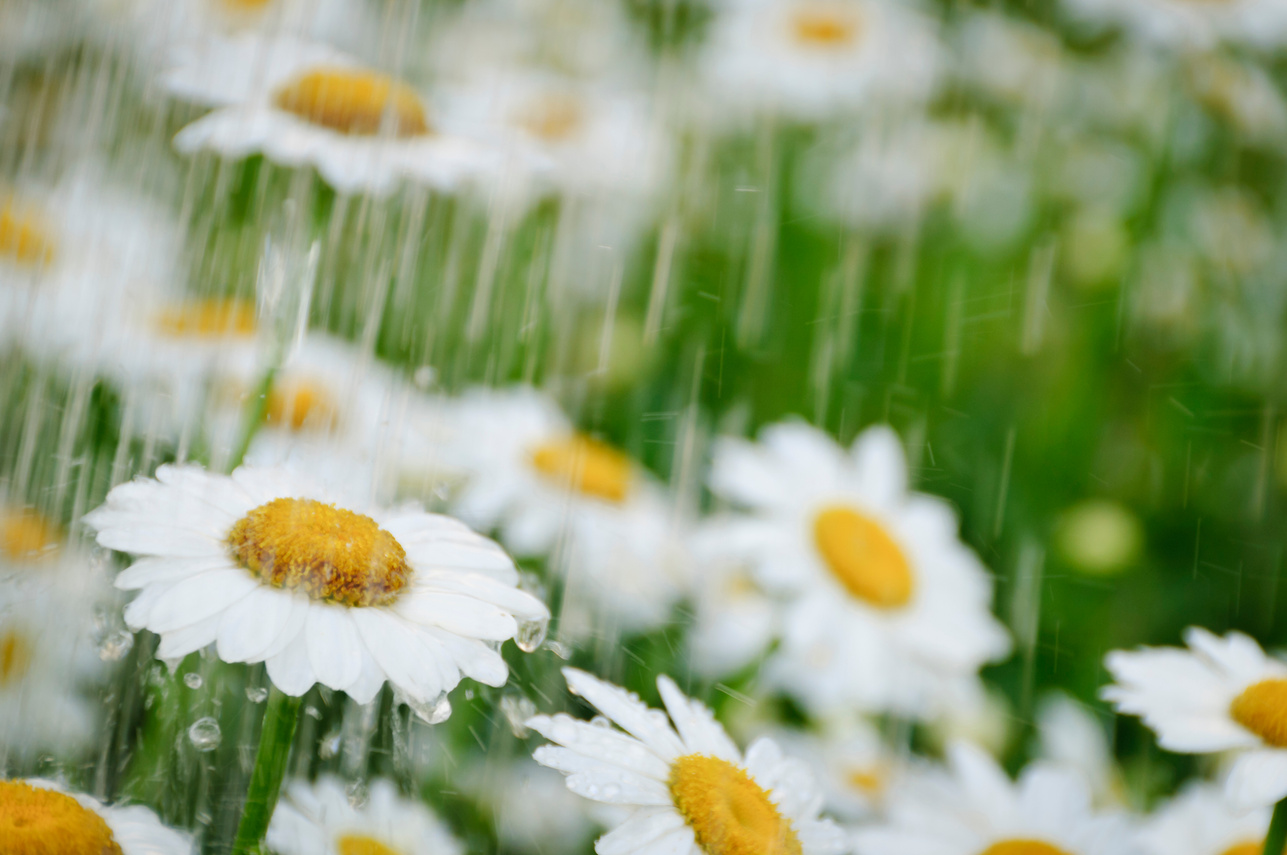 Daisies during a spring shower