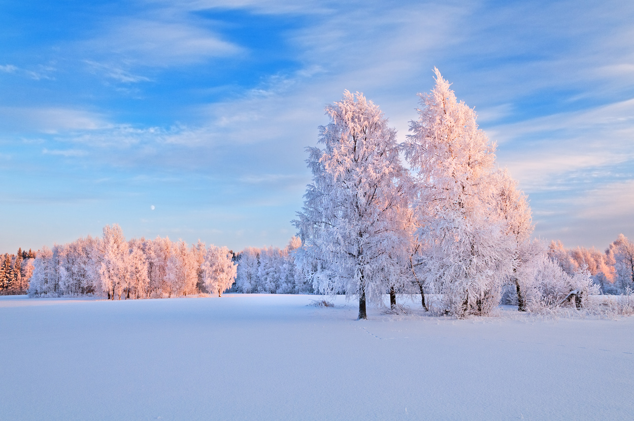Natural winter background.